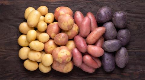 картофель 2021 агросалон